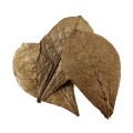 HOBBY NANO CATAPPA LEAVES 12PK
